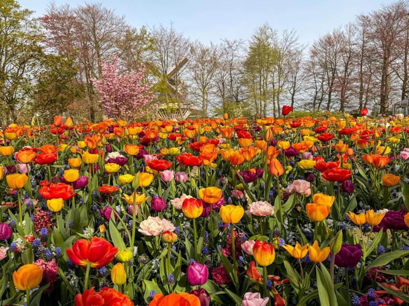 Keukenhof Gardens